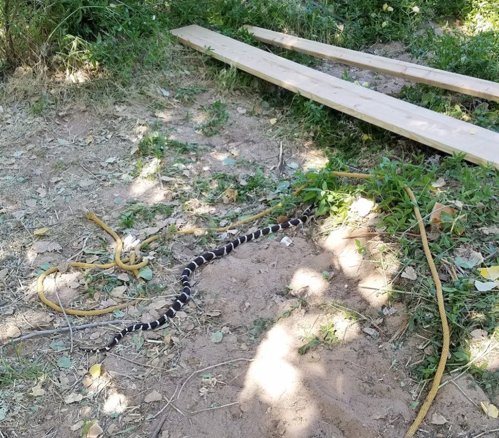 Snakey Snakerson - Our first treehouse visitor