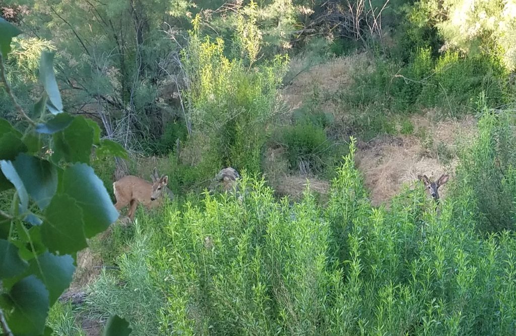 Family of mule deer stopped by the treehouse