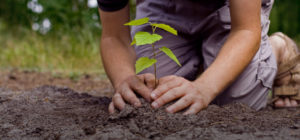 planting a tree